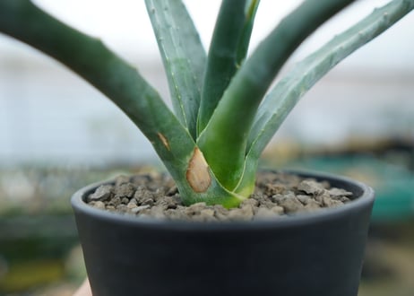 アガベ　ユタエンシス　Agave uthaensis