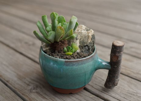 CATEGORY コーデックス | mana's green:塊根植物販売|マナズグリーン CATEGORY コーデックス | mana's green:塊根植物販売|マナズグリーン
