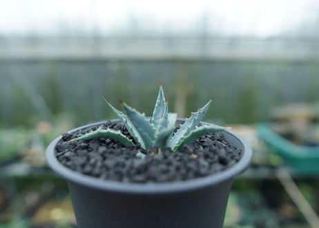 アガベ　ユタエンシス　Agave uthaensis　No.2