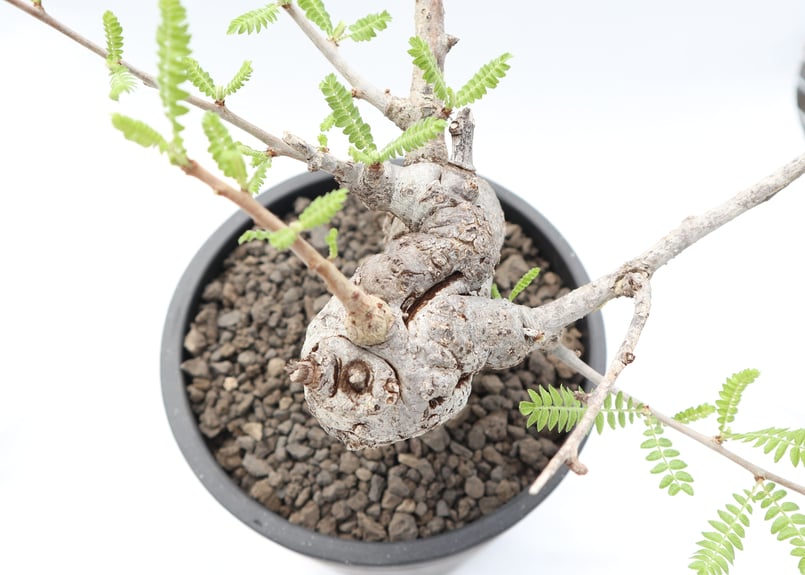 ボスウェリア ネグレクタ | mana's farm:塊根植物・アガベ・ドライ