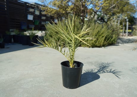 ナツメヤシ　Phoenix dactylifera  No.1