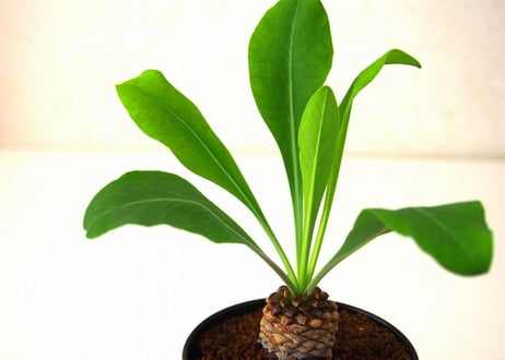 Euphorbia bupleurifolia 鉄甲丸  №3