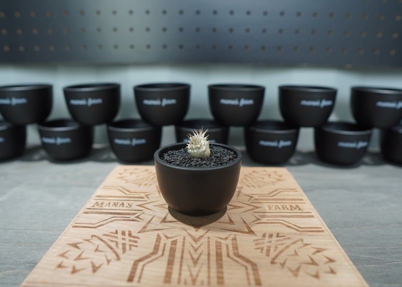 塊根植物（大） パキポディウム ホロンベンセ 陶器鉢 おしゃれ鉢 受皿