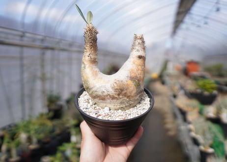 パキポディウム　エブレネウム　Pachypodium eburneum　No.3