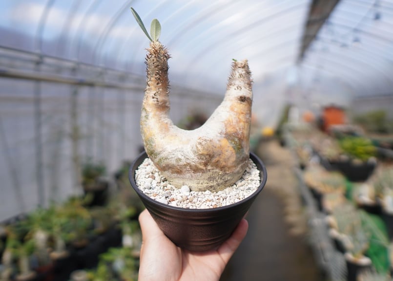 パキポディウム エブレネウム Pachypodium eburneum No.3 | mana