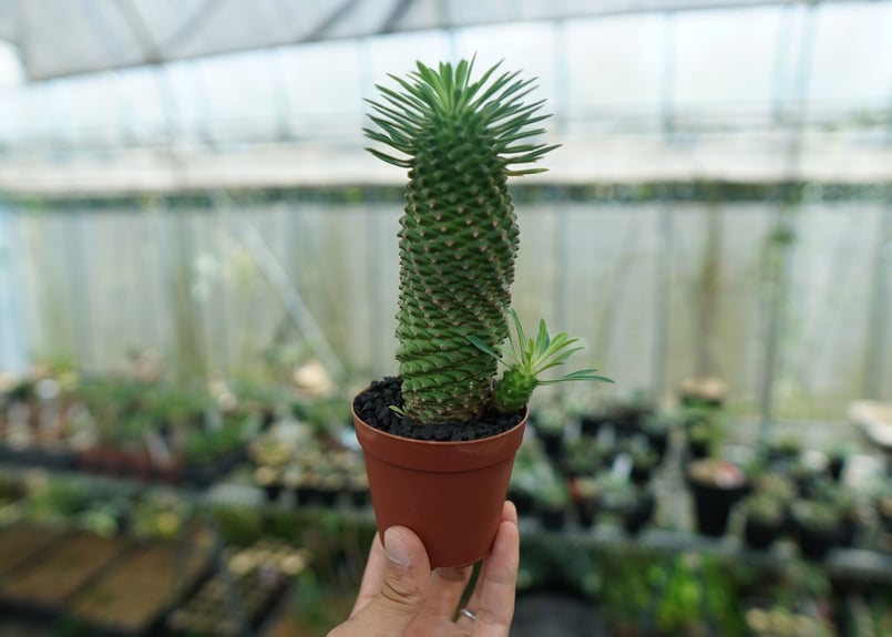 ユーフォルビア ソテツキリン 