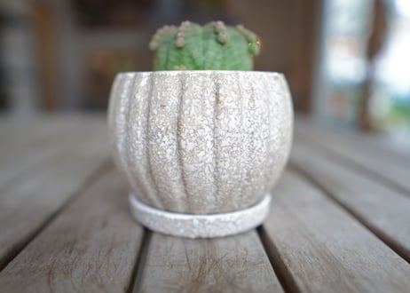 ユーフォルビア　シンメトリカ　Euphorbia　symmetrica