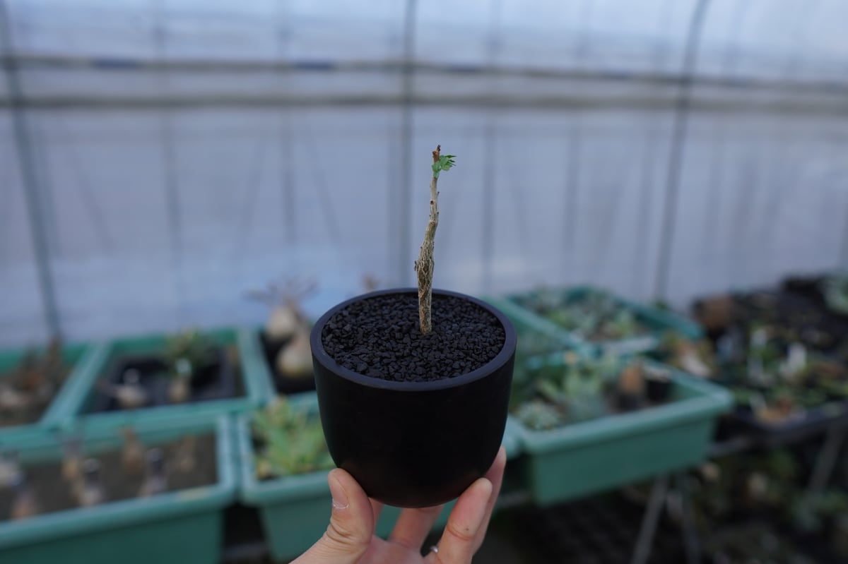 ブルセラ ヒンドシアナ Bursera hindsiana | mana's farm:塊根植