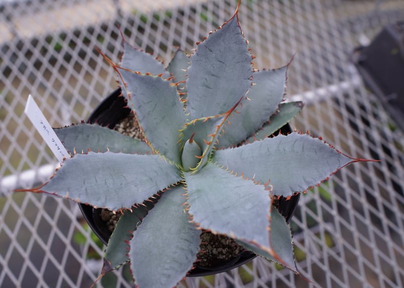 アガベ スーパーグアダラハラナ 子株 アガベ スーパーグアダラハラナ 子株