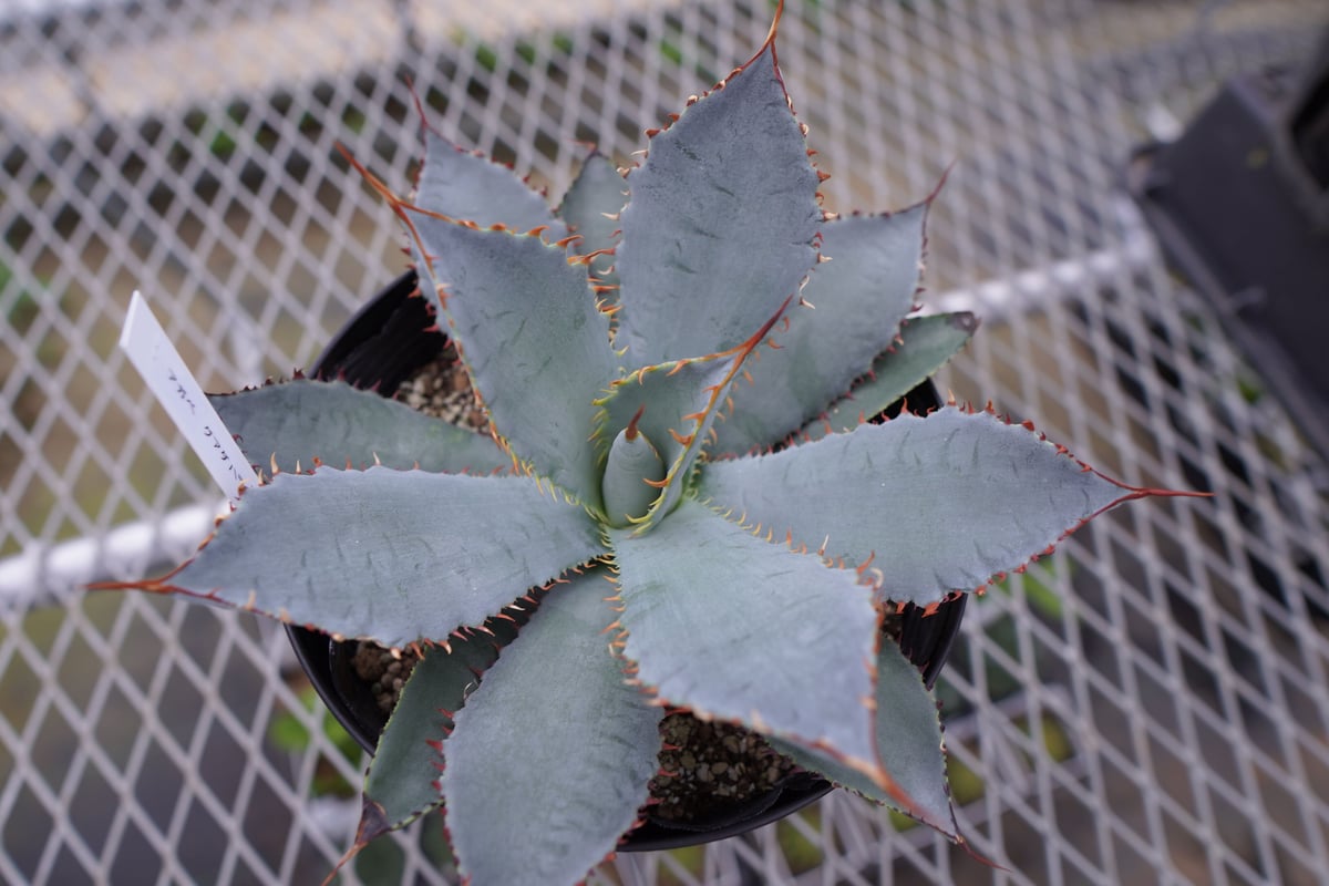 グアダラハラナ アガベ・グアダラハラナの判定方法 (Agave guadalajarana)
