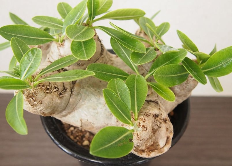 パキポディウム 恵比寿笑い Pachypodium brevicaule | mana's
