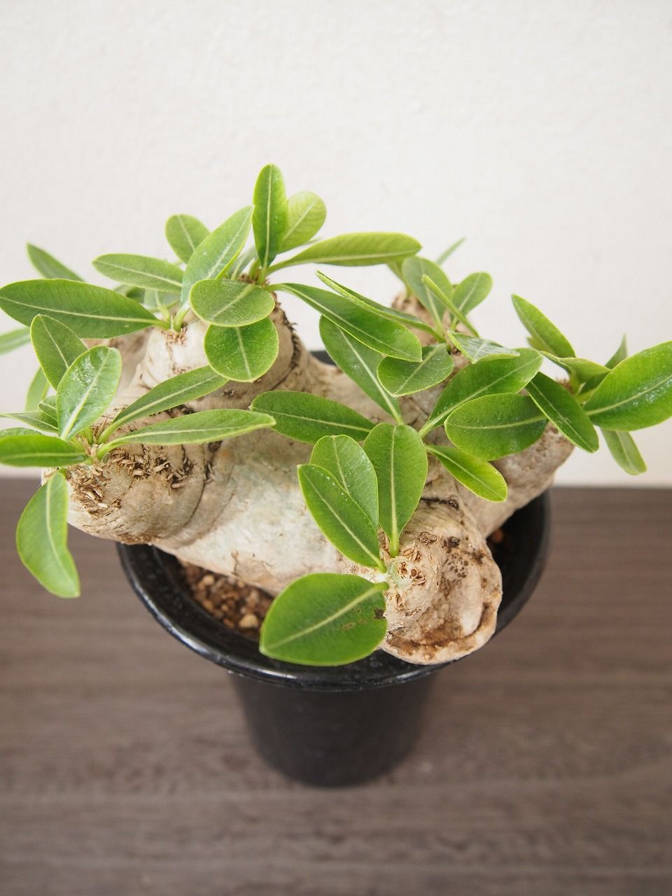 パキポディウム 恵比寿笑い Pachypodium brevicaule | mana's