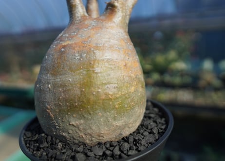 パキポディウム　グラキリス　 Pachypodium Gracilius  No.5