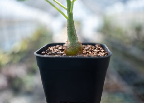 アデニア グラウカ  Adenia glauca　NO.2