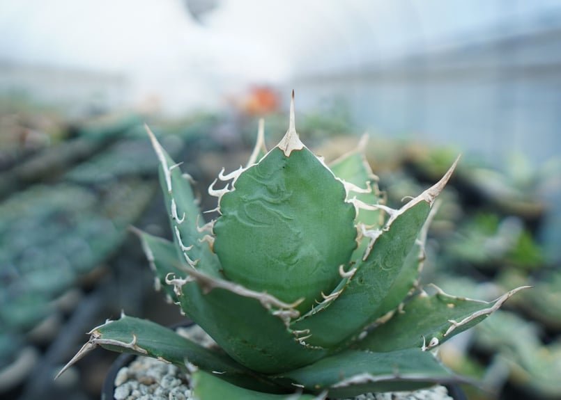 アガベ チタノタ FO-76 agave titanota FO-76 A3 | mana'