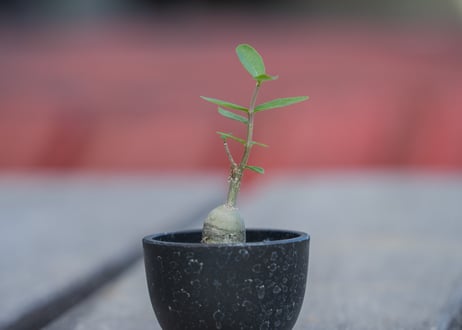 フォッケアエデュリス　火星人　沖縄実生