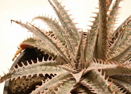 Dyckia (Airzona X ML) X delicataGF F1