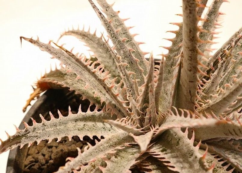 Dyckia (Airzona X ML) X delicataGF F1 | mana's