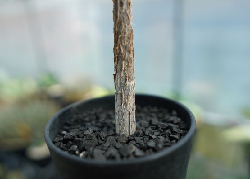 デロニクス プミラ Delonix pumila | mana's farm:塊根植物・アガベ