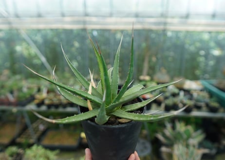 アガベ　ユタエンシス　Agave uthaensis　No.10
