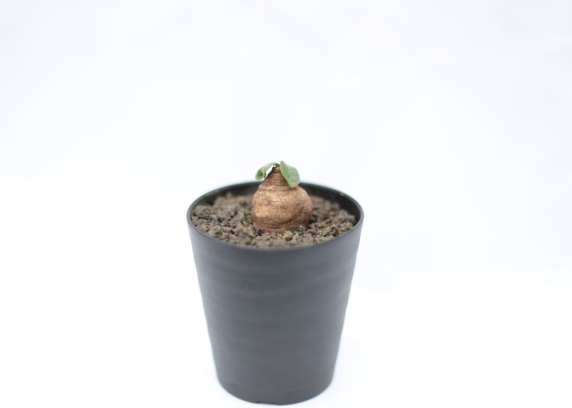 ユーフォルビア エクロニー | mana 