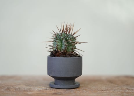 Euphorbia horrida