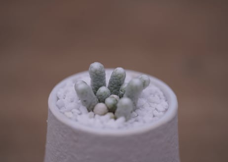 アボニア　パピラケア　Avonia papyracea