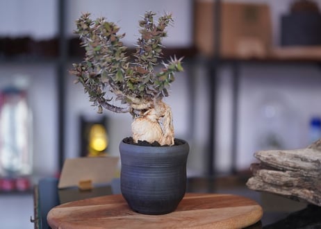 Euphorbia　beharensis