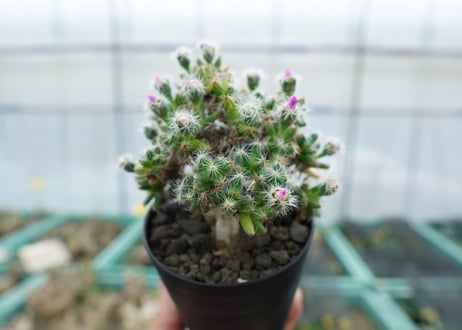 トリコディアデマ　デンサム　Trichodiadema densum