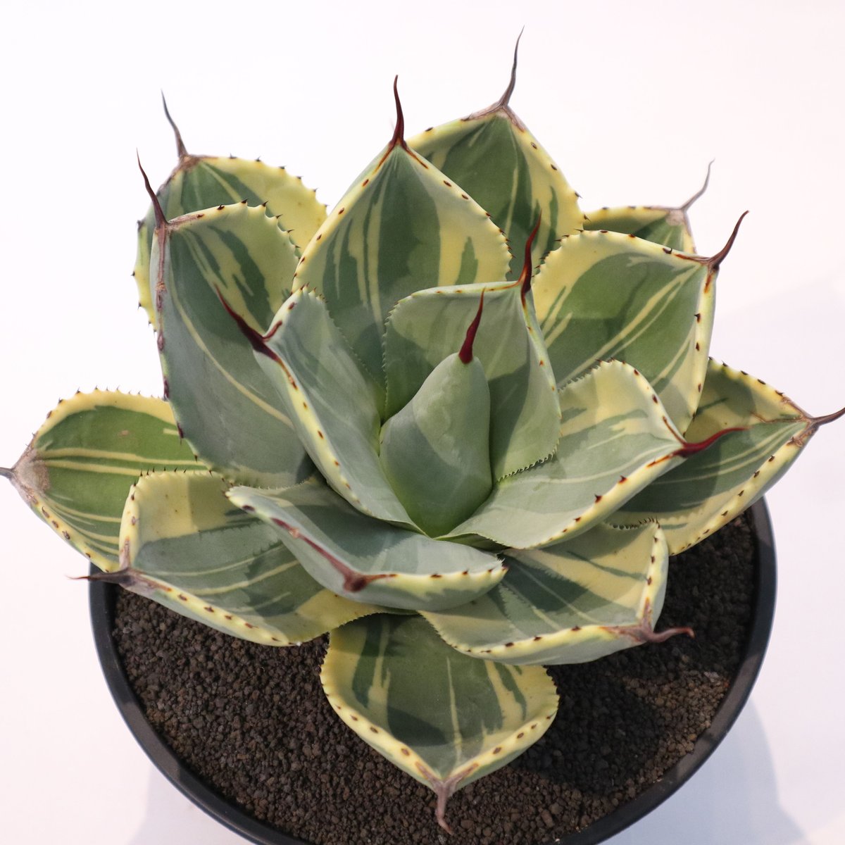 アガベ　大株　パリー　ライムストリーク　トリプルカラー アガベ 大株 ー ライムストリーク トリプルカラー アガベ 大株 パリー