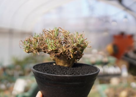 【発根済み】オトンナ・ユーフォルビオイデス　Othonna euphorbioides　No.1