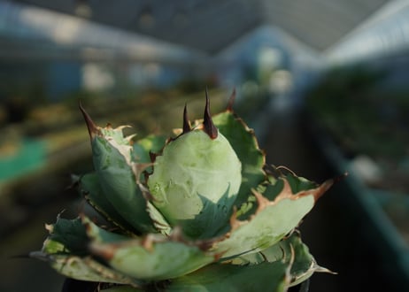 アガベ　チタノタ　 ブラックアンドブルー 　Agave titanota black and blue　No.1