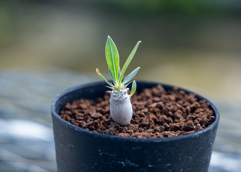 パキポディウム ロスラーツム | mana 