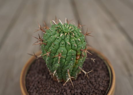 ユーフォルビア　群星冠　Euphorbia stellispina