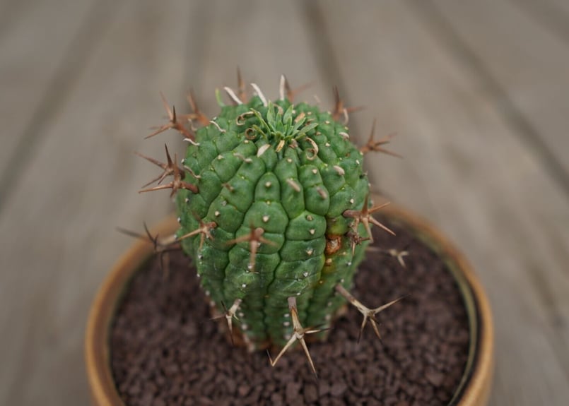ユーフォルビア 群星冠　鉢なし ユーフォルビア 群星冠 鉢なし 観葉植物｜www.realtypointltd