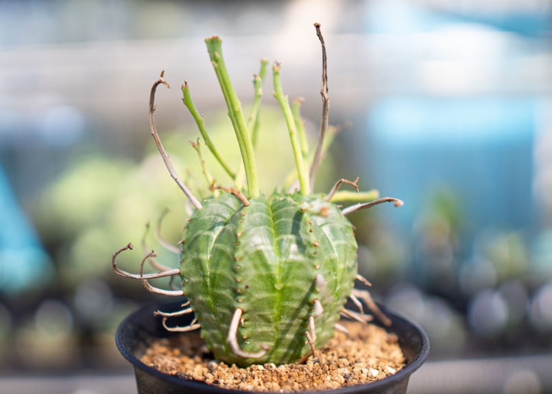 ユーフォルビアバリダ ユーフォルビア バリダ | mana's farm:塊根植物・アガベ・ドライ