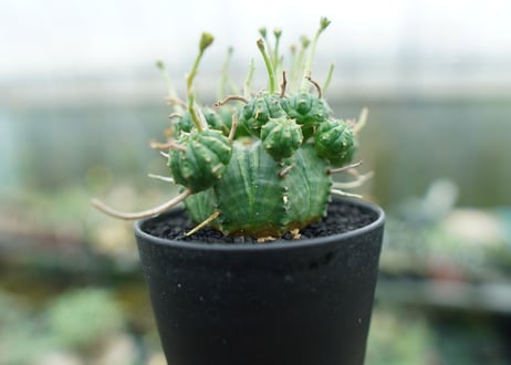 ユーフォルビア　バリダ　Euphorbia valida　No.8