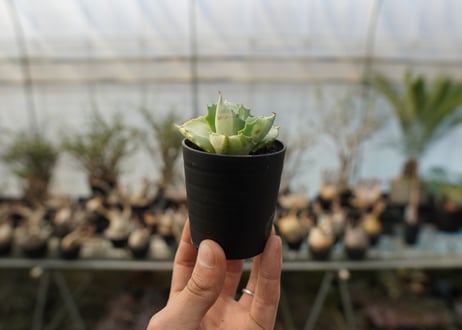 アガベ　王妃雷神錦　白中斑　Agave　“Ohi Raijin Nishiki Shironakahu”   No.2