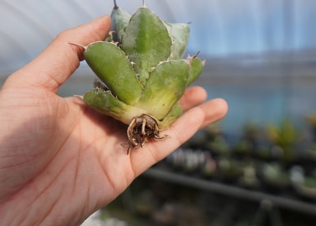 agave titanota ブラック＆ブルー　No.9