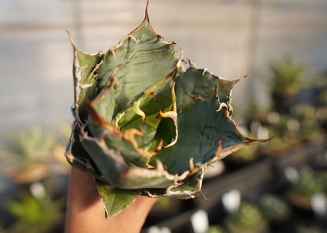 agave titanota 白鯨　 NO.2
