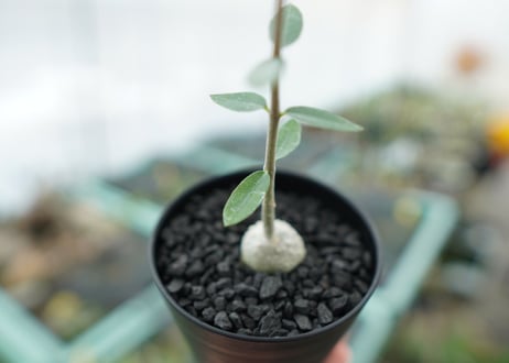 フォッケア　エデュリス　Fockea edulis