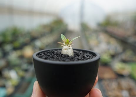 パキポディウム　マカイエンセ　Pachypodium makayense