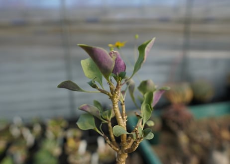 オトンナ　トリプリネルビア　Othonna triplinervia