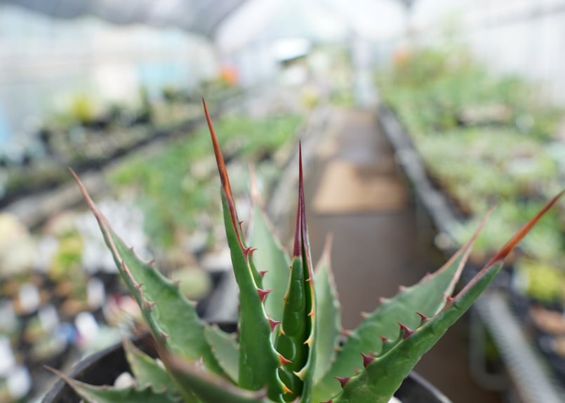 アガベ モンタナ | mana's farm:塊根植物・アガベ・ドライガーデン植物