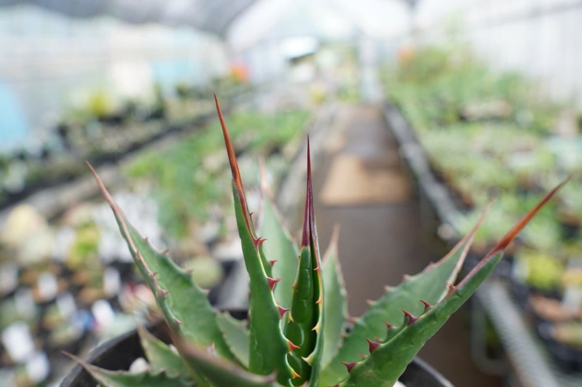 アガベ モンタナ | mana's farm:塊根植物・アガベ・ドライガーデン植物