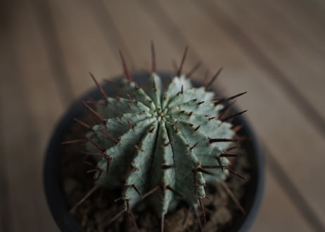 ユーフォルビア　ホリダ　Euphorbia horrida