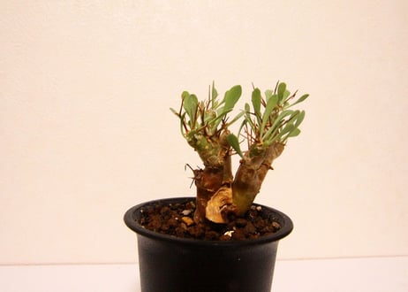 オトンナ　ユーフォルビオイデス　Othonna euphorbioides