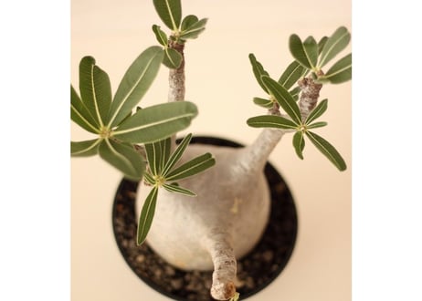 Pachypodium Gracilius パキポディウム  グラキリス  №４