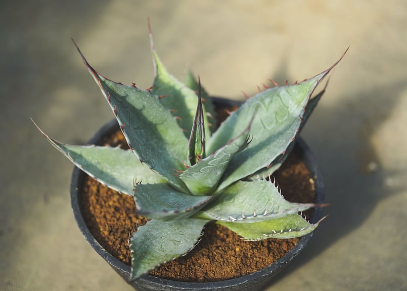 アガベ パラサナ 実生 | mana's farm:塊根植物・アガベ・ドライ