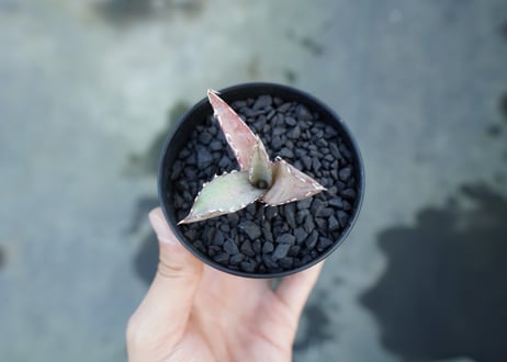 アガベ　チタノタ　萬代厳竜　Agave lophantha×titanota